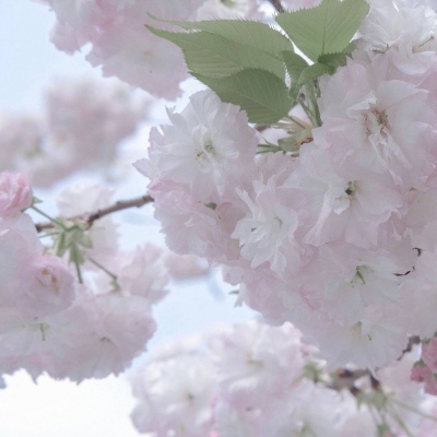 樟树福瑞交流群